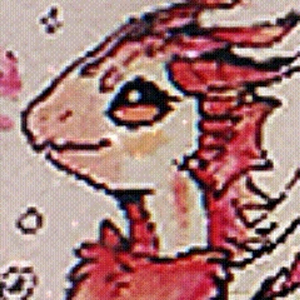 Ngemz