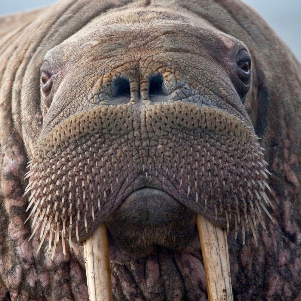 Walrusbanana