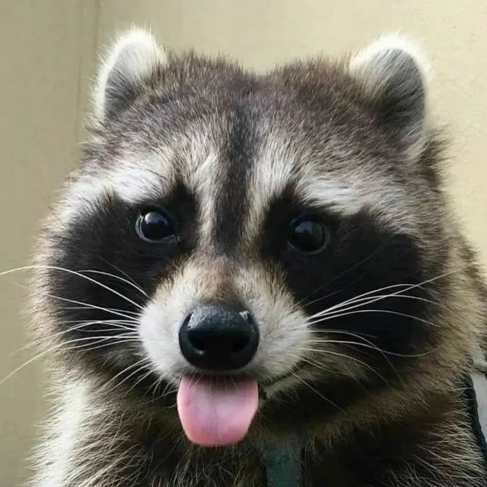Round Rascal