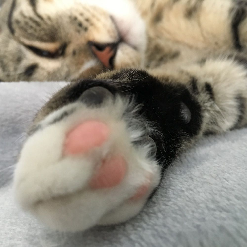 WonderCat