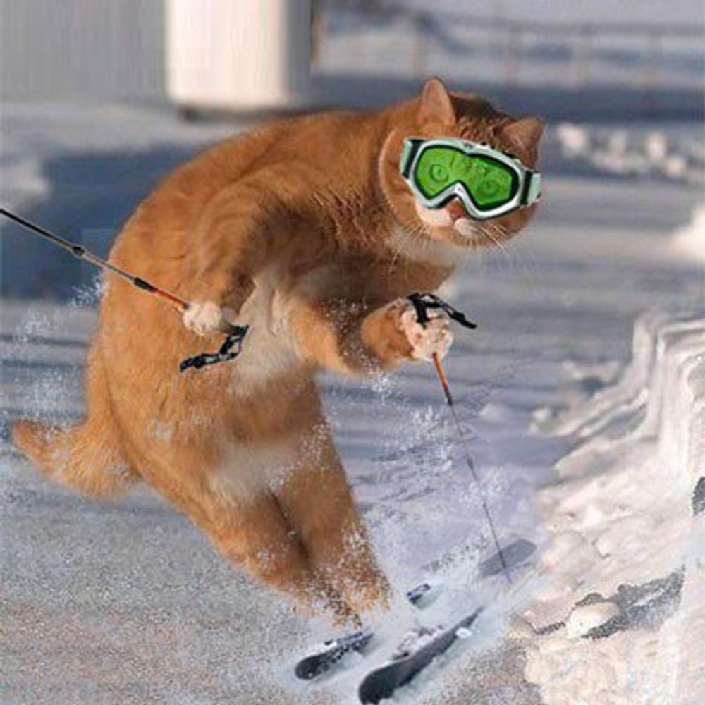 Skidkatten