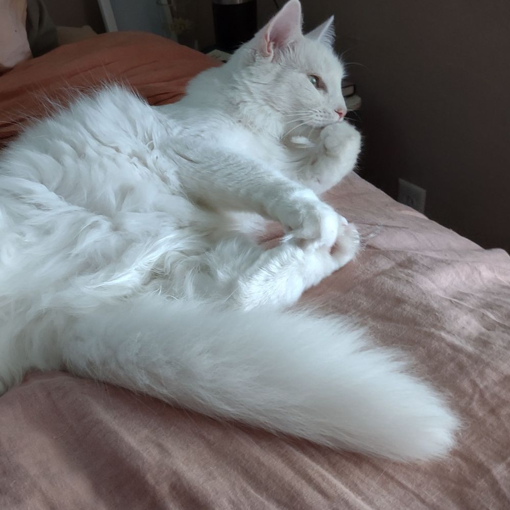 catpdx.bsky.social