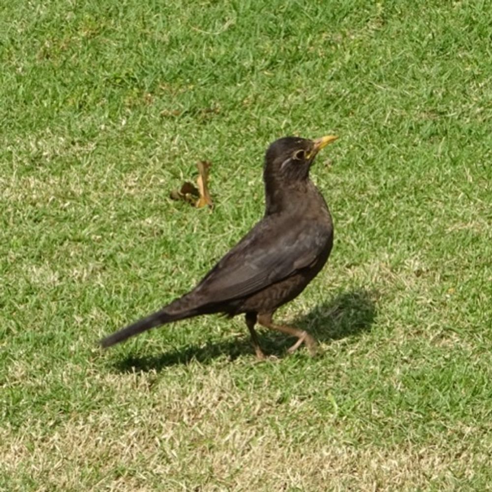 分子声