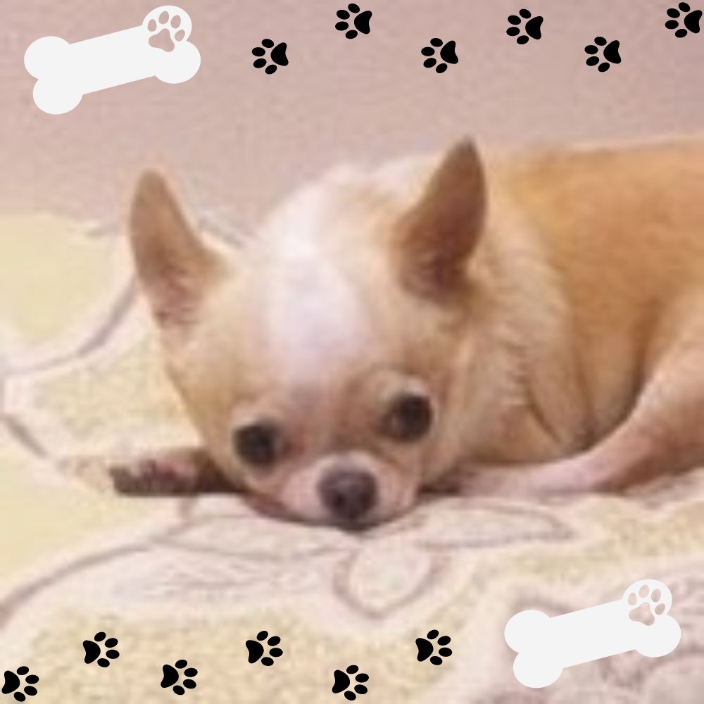 もちゃん