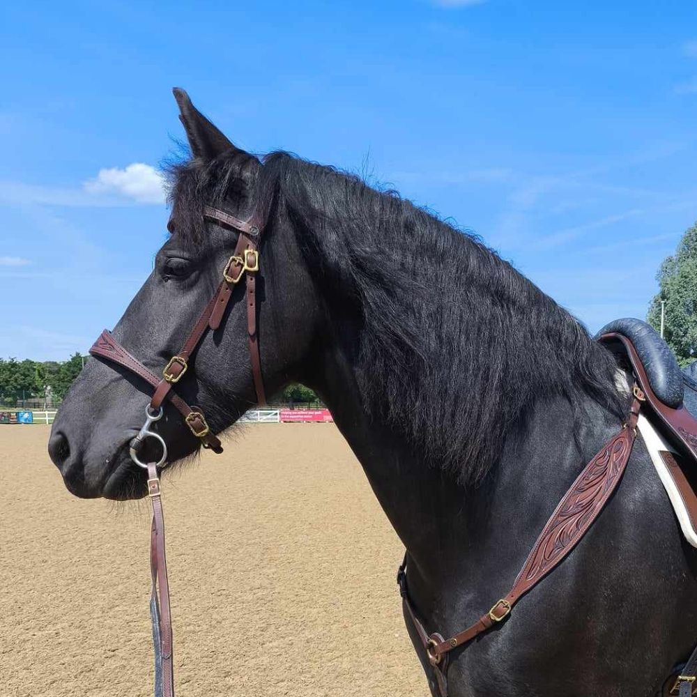 🐎𝕾𝖙𝖊𝖕𝖕𝖊 𝕲𝖔𝖇𝖑𝖎𝖓 🐎