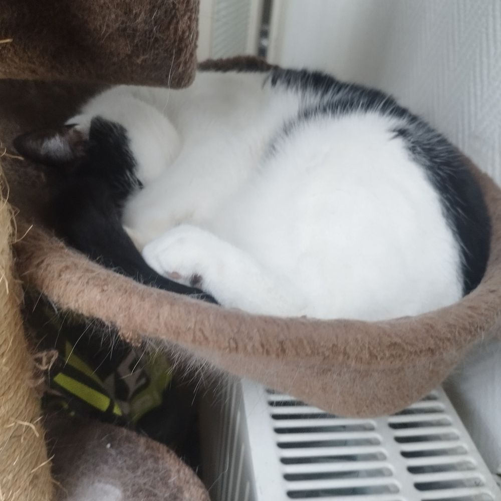 Tiny_cat1