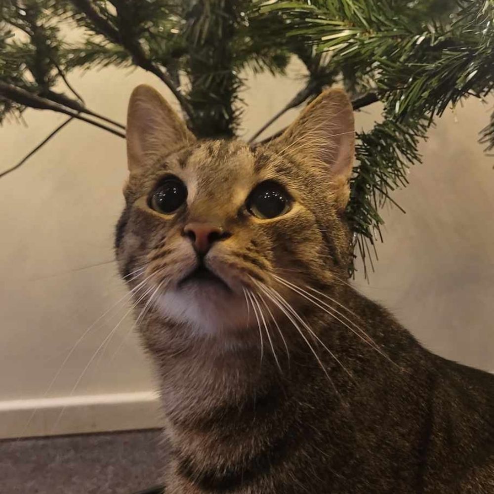 basil