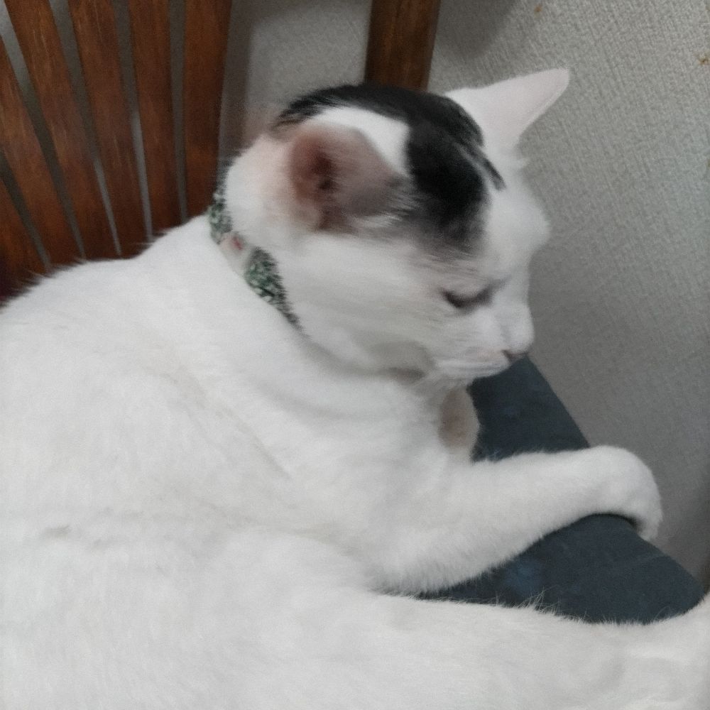 ハシビロ３