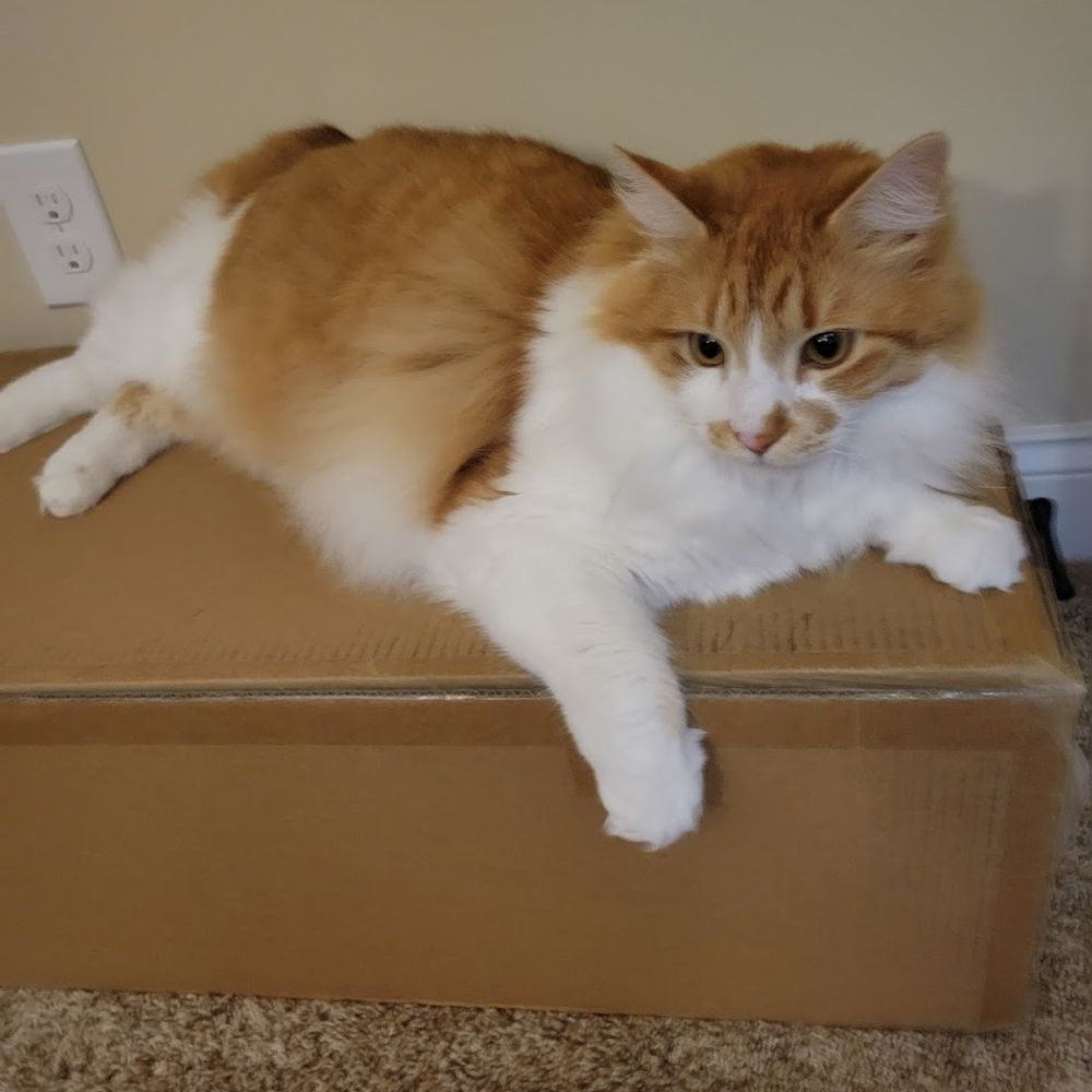 Letmeowt Games
