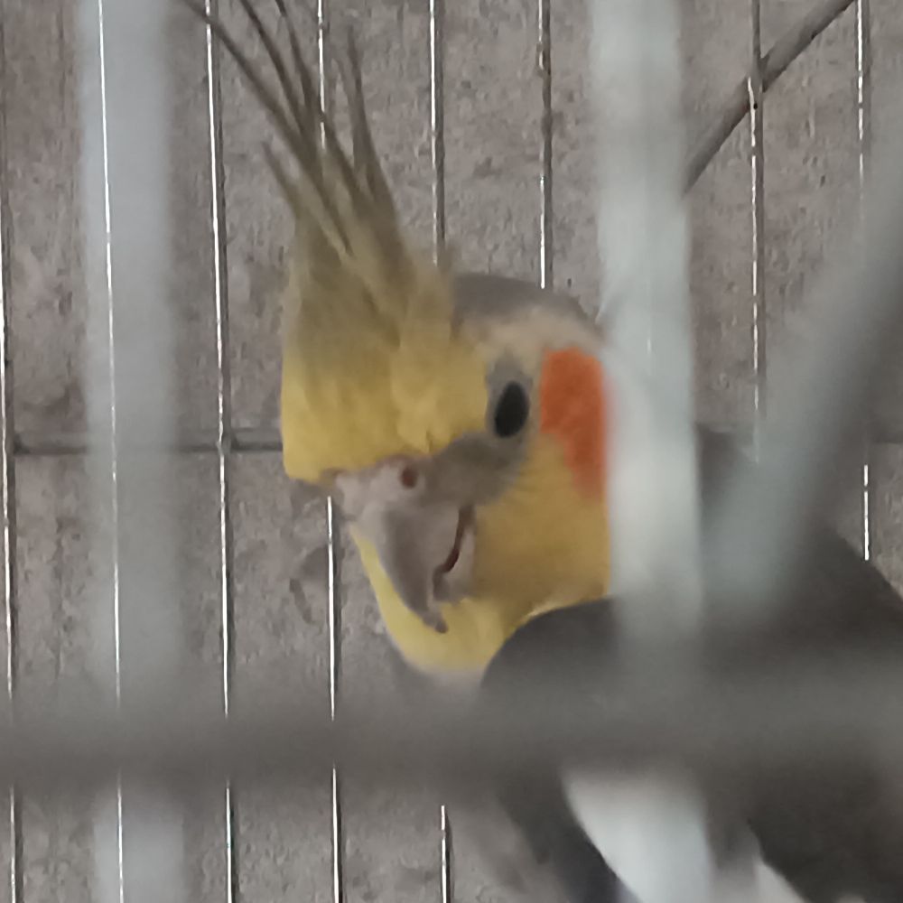 Cacatúa