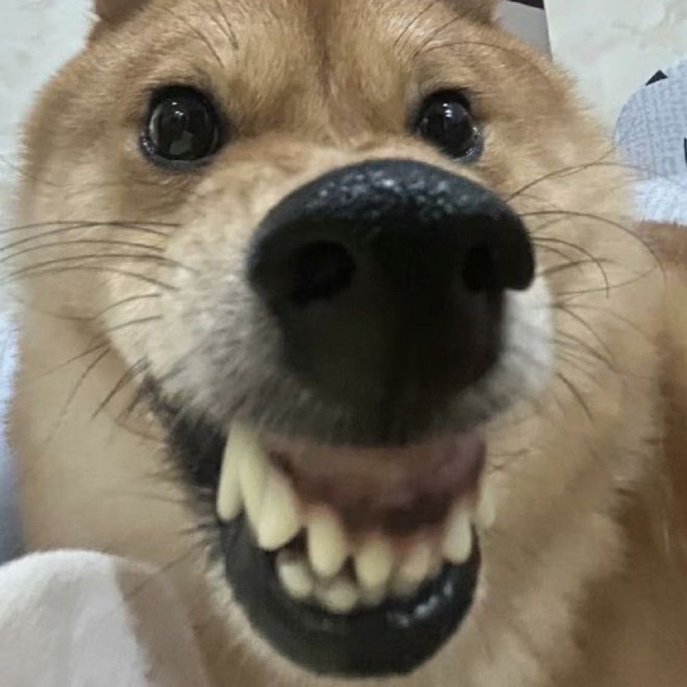 뱌뵤