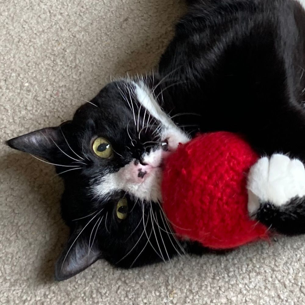Cats of AUPresses