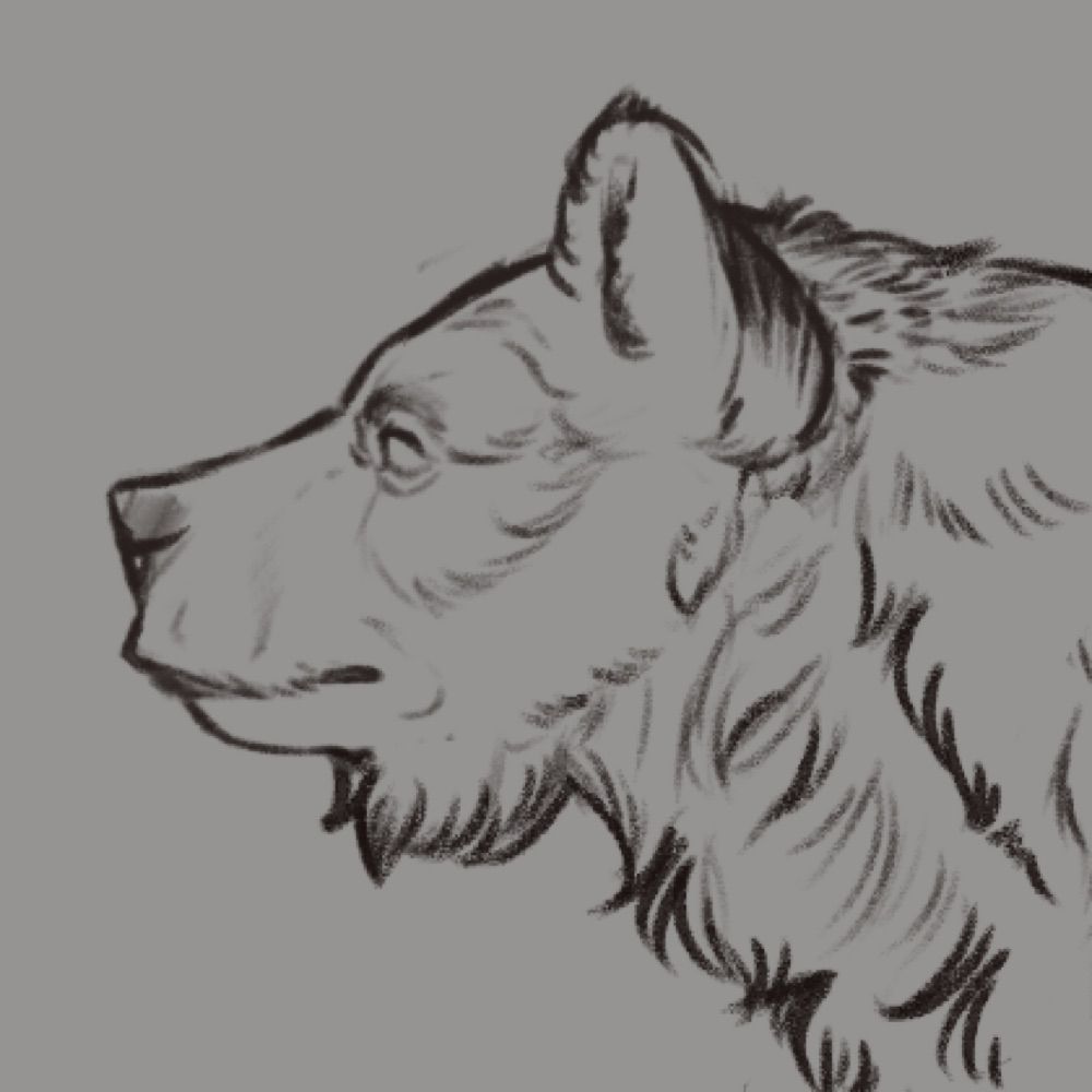 Fauna 🐾