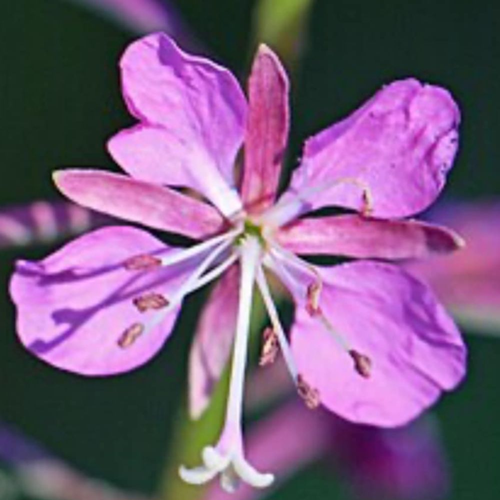Fireweed