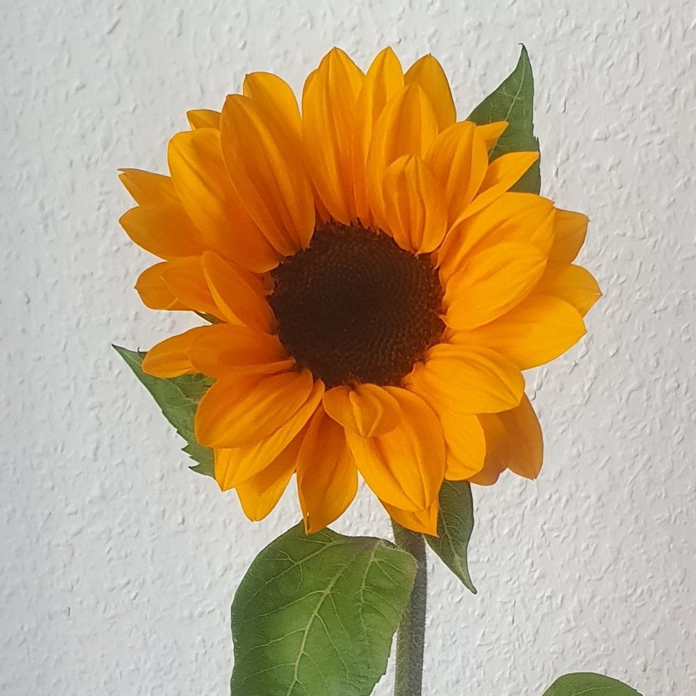 Birgit Roser