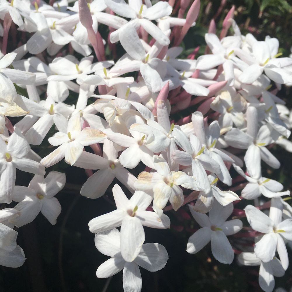 茉莉花