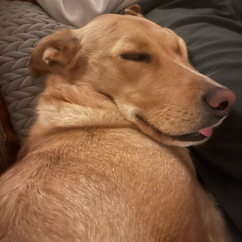 La Cara de Bunga