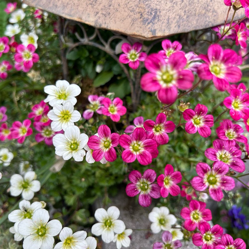 花音さら