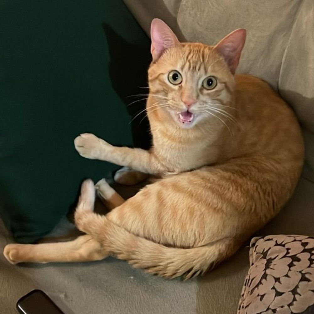 lari