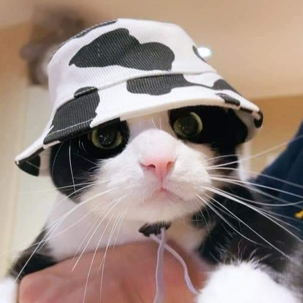 Batmanpashmaloo