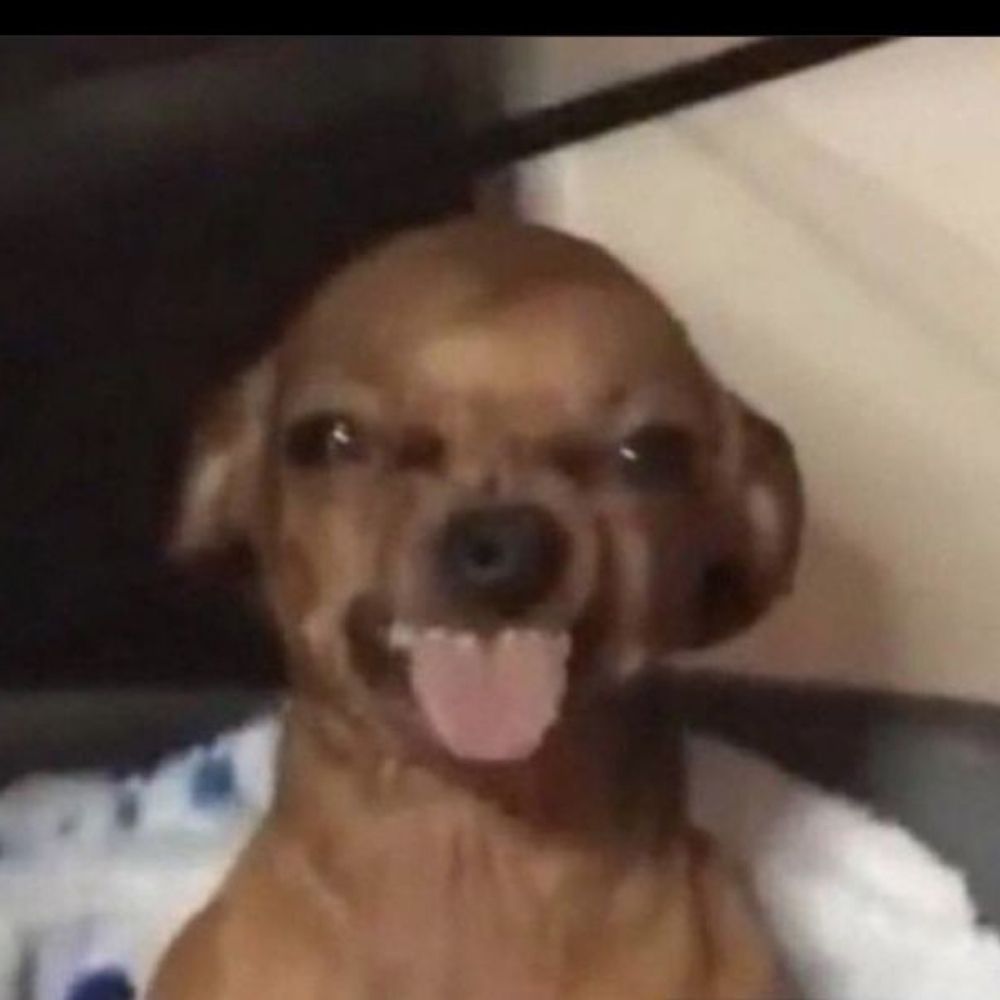 Pinscher_relax