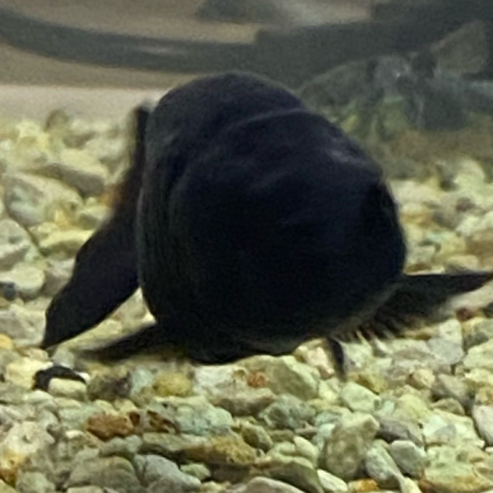 ランチュー