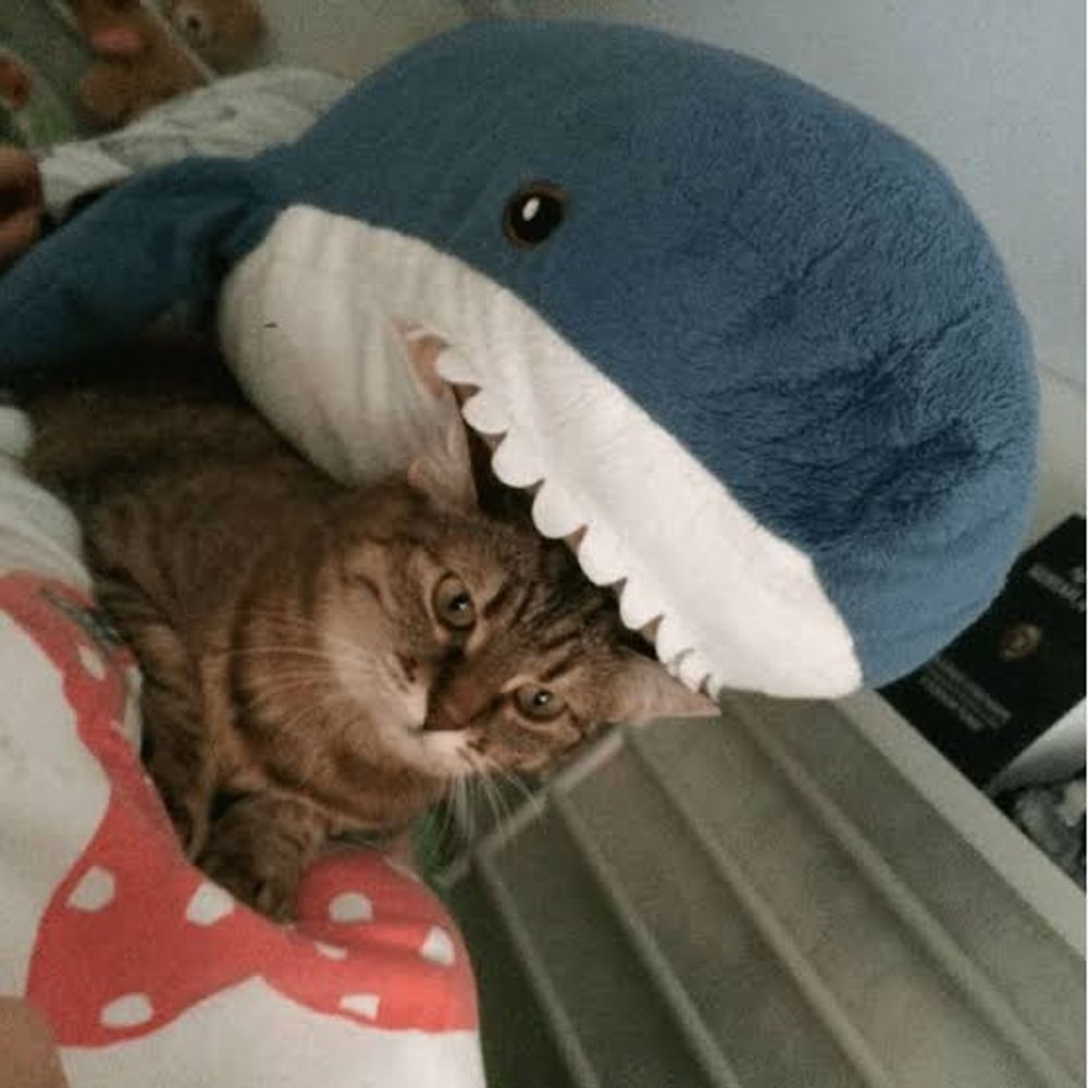 ブローハイ🆇🅿 🦈