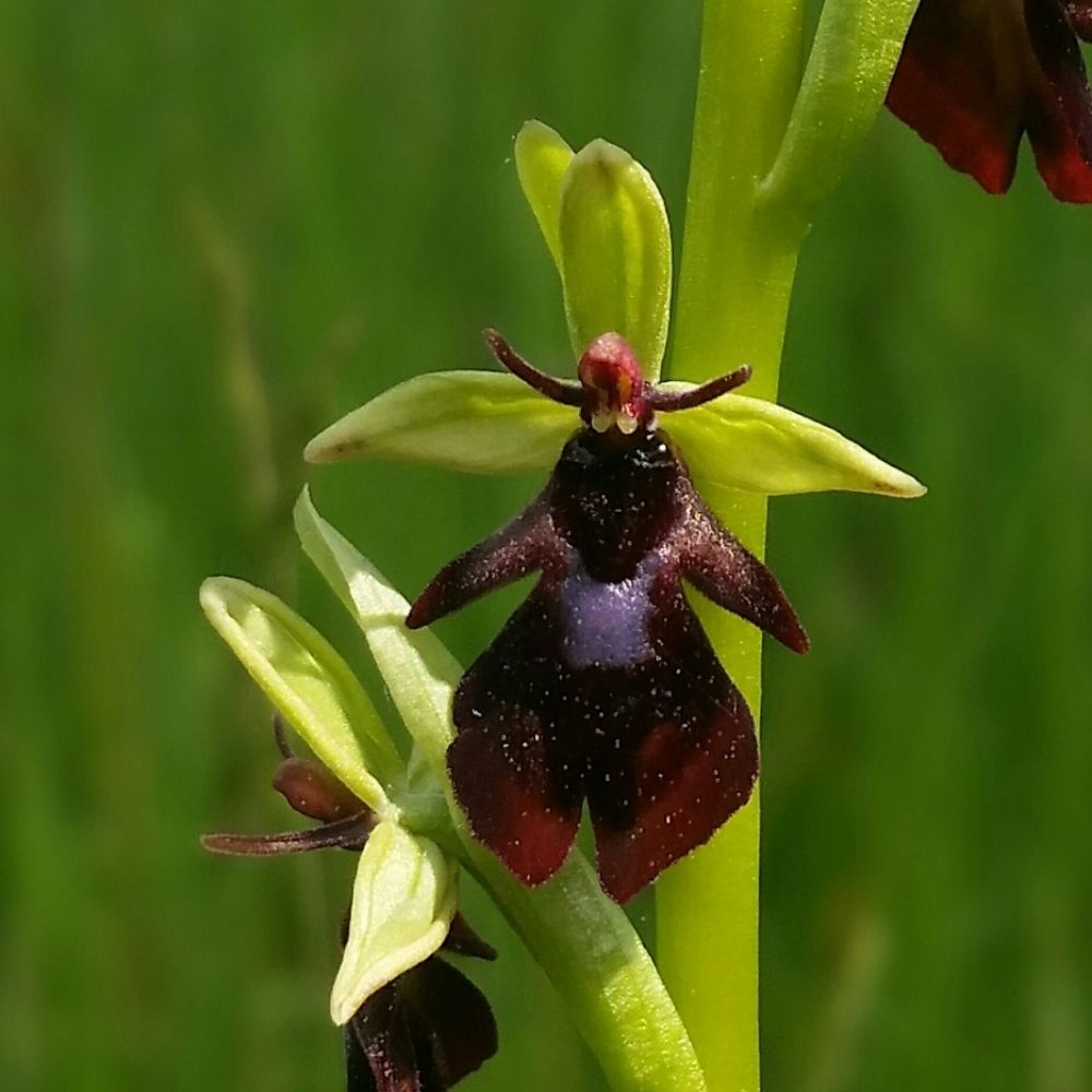 JanusBat