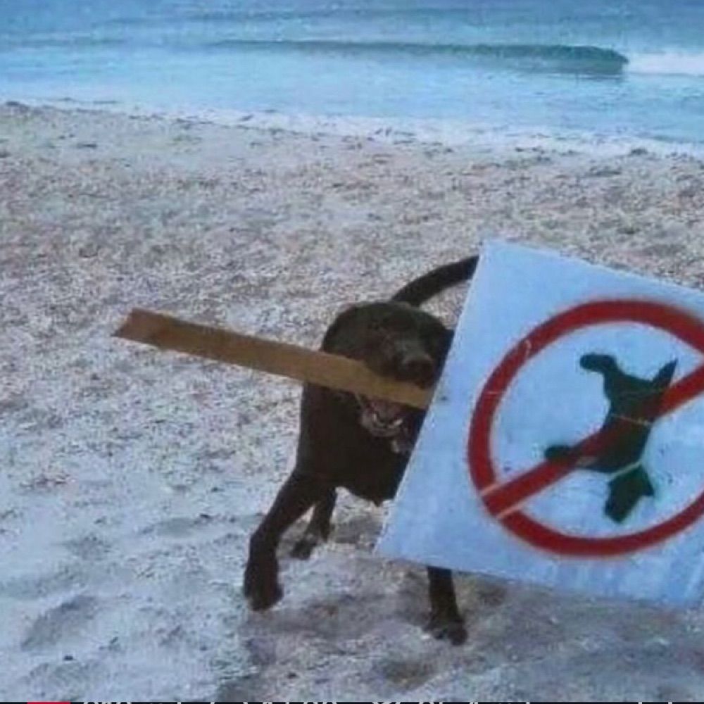 Apreciador 
