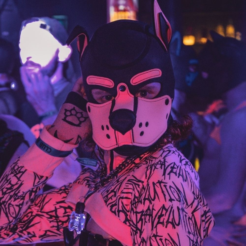 Kit pup