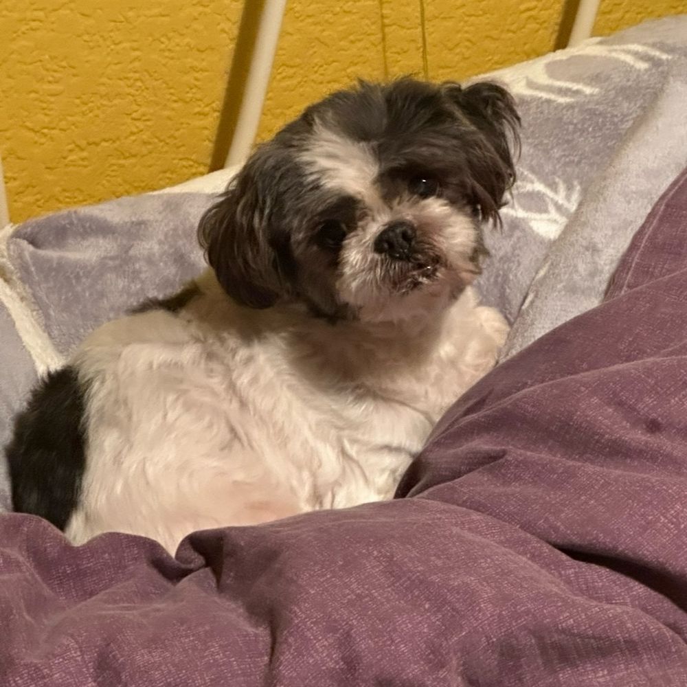 Percy Bertie Tzu 