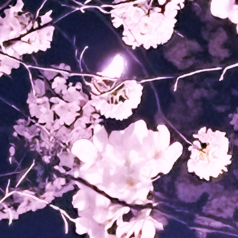 小兎