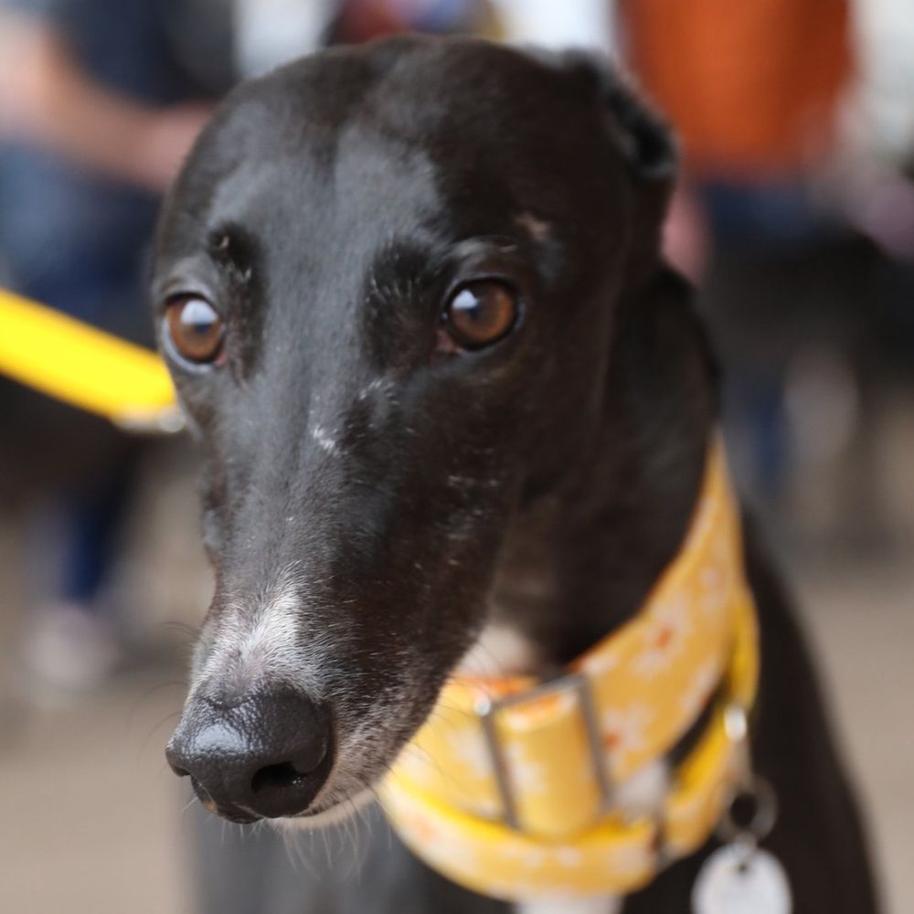 Yorkshire Greys