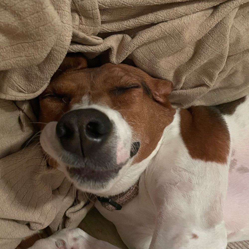 liberalhoundmom.bsky.social profile picture