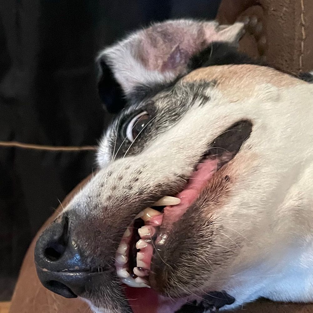 liberalhoundmom.bsky.social profile picture