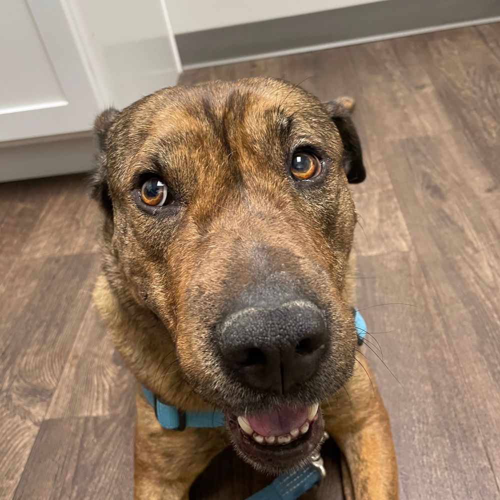 liberalhoundmom.bsky.social profile picture