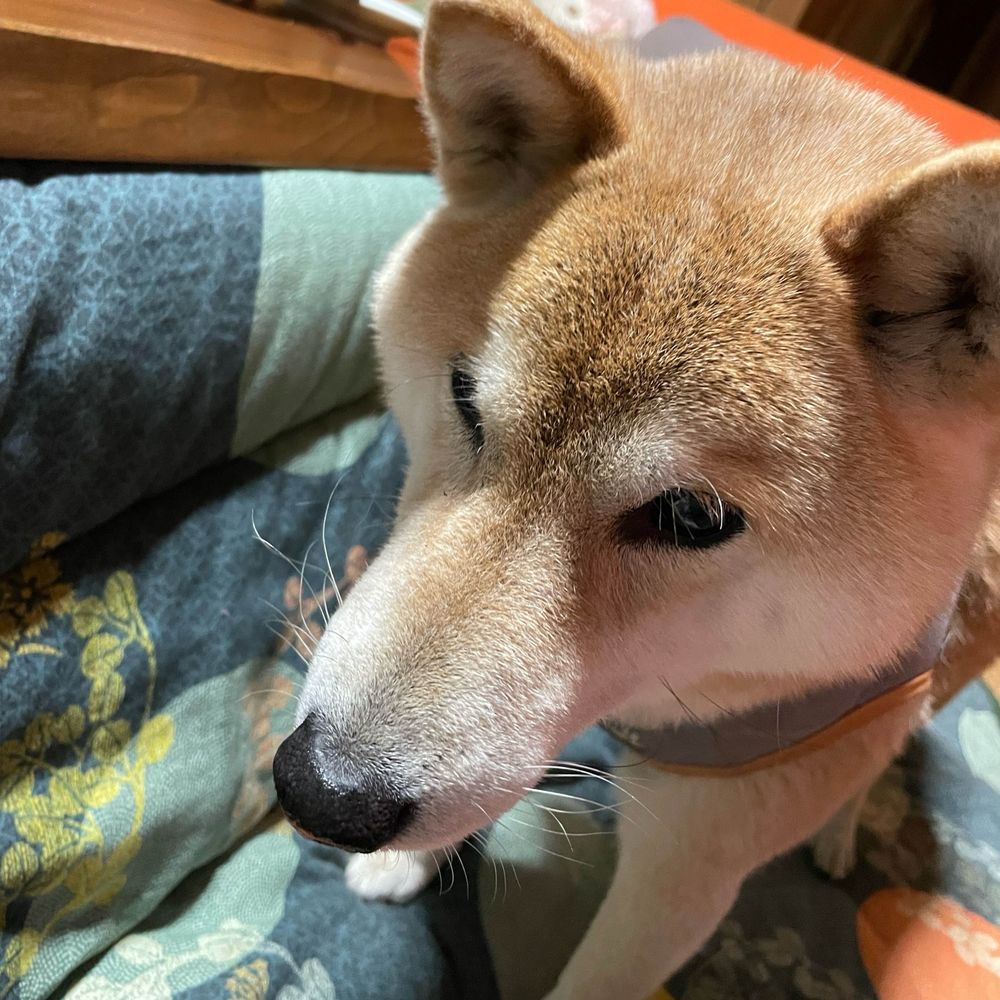 留羽はらい