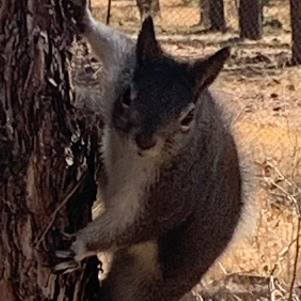 Rev. Squirrel 