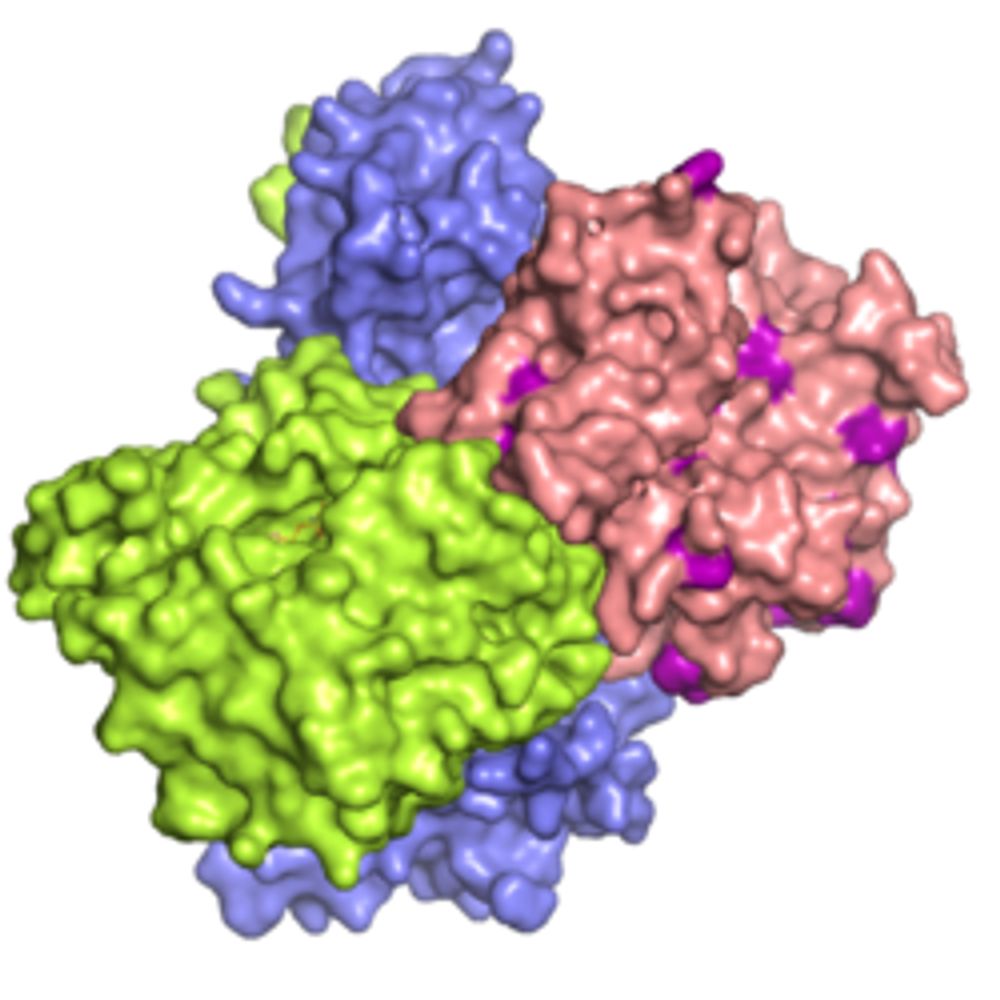 LKB1 (STK11)