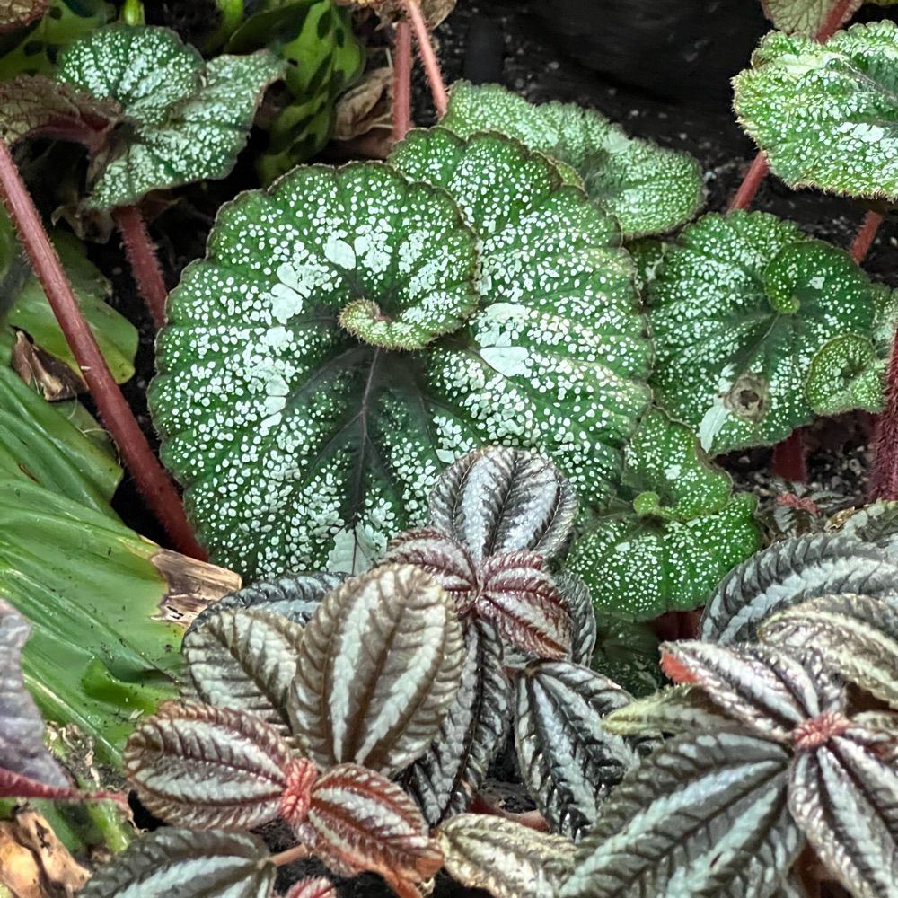 Leafy Dreams ✨🌱 🏴󠁧󠁢󠁳󠁣󠁴󠁿