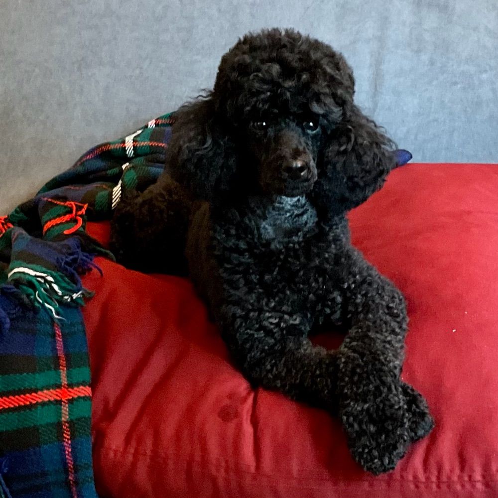 Jen & Niko the toy poodle