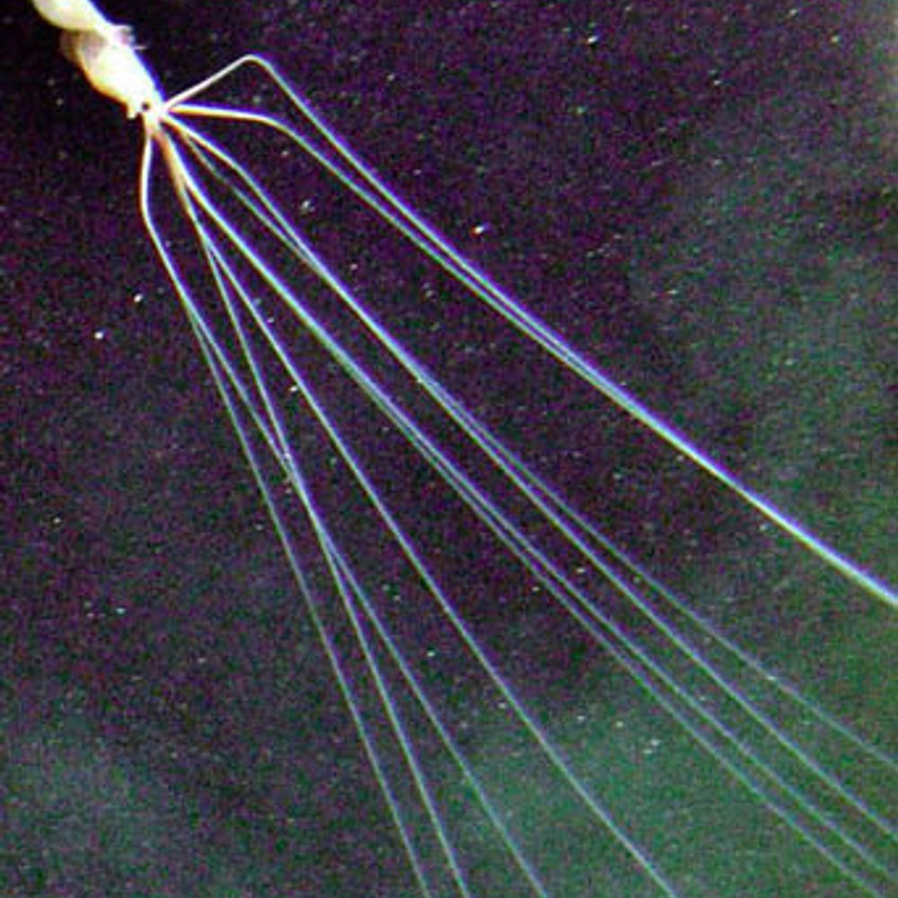Deep Sea Creature