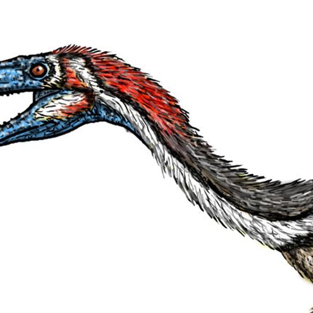 Coelophysis Bauri
