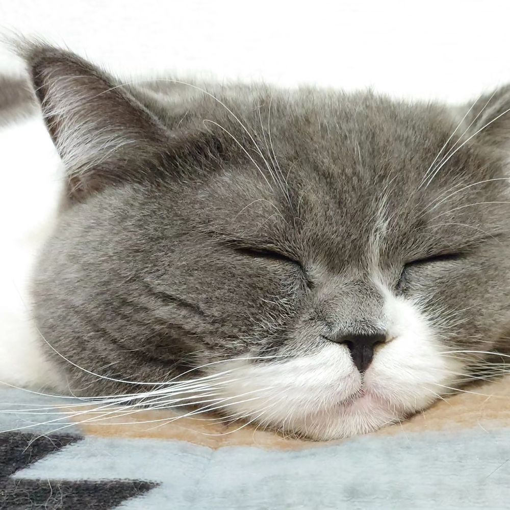 もふもふディオたん🐈‍⬛ 