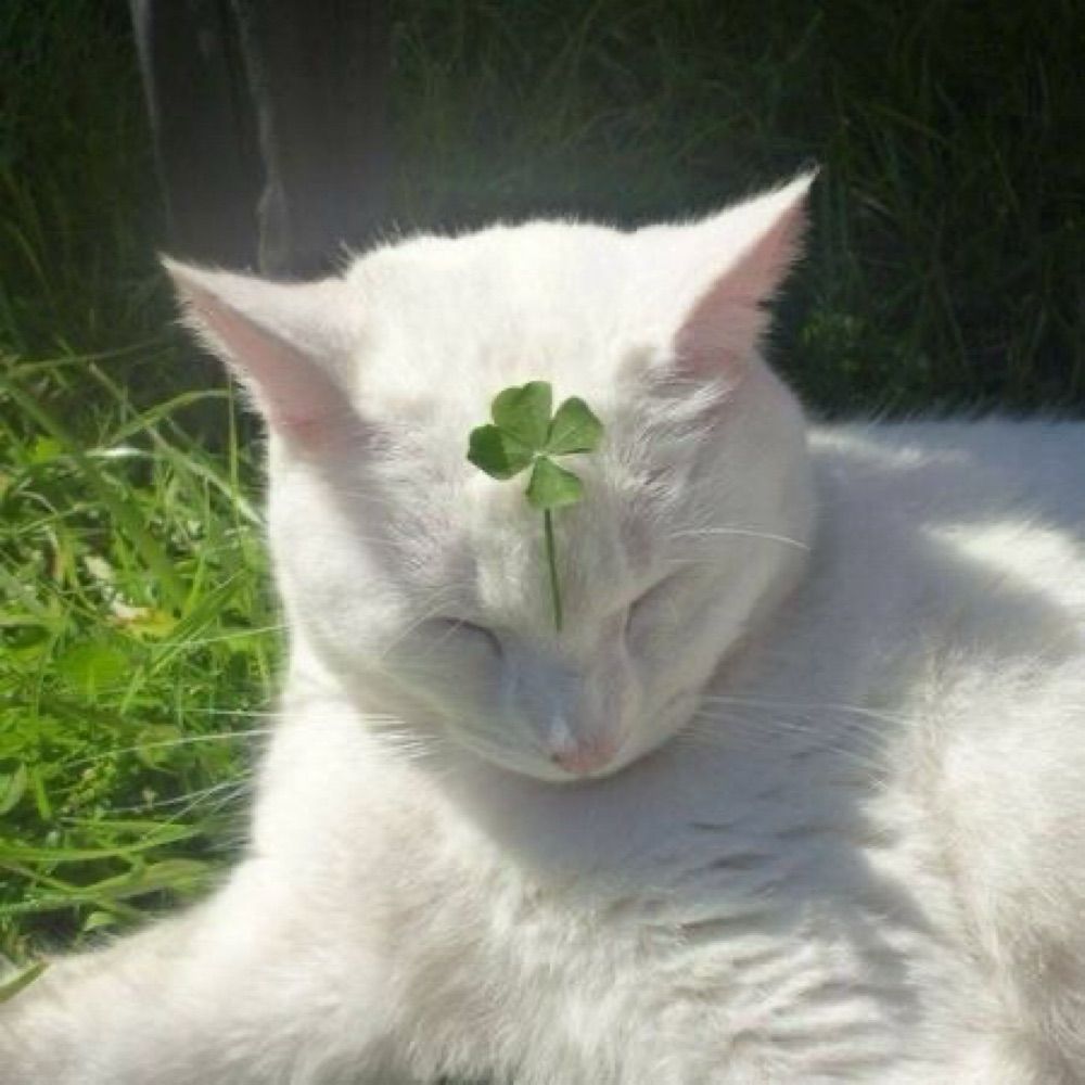 River 🍀🐈