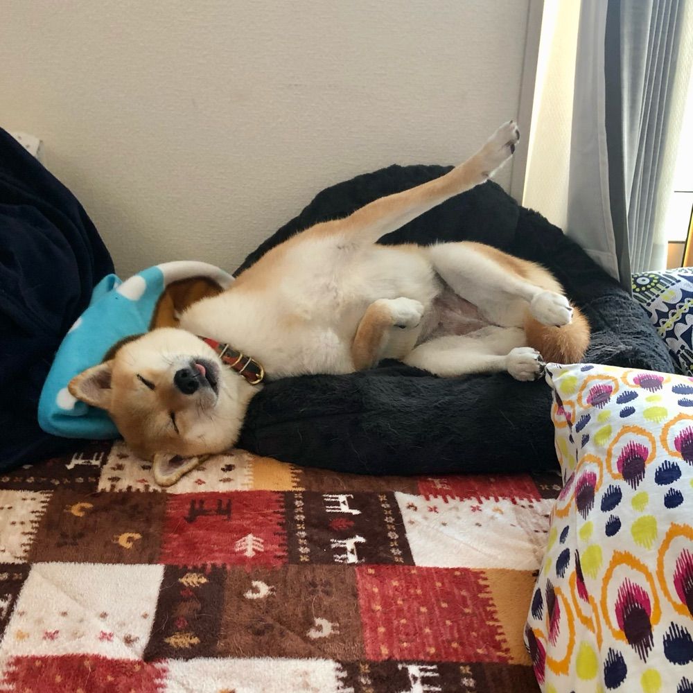 柴犬あんず　shibainu Anzu