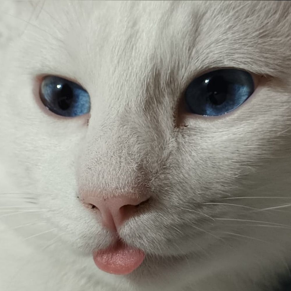 Pedro