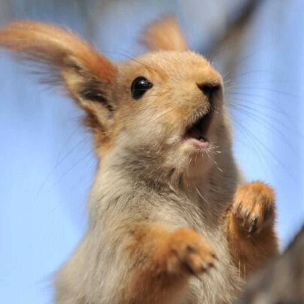 Squirelito
