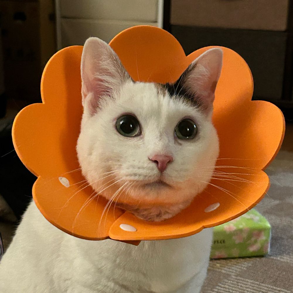 めれこ