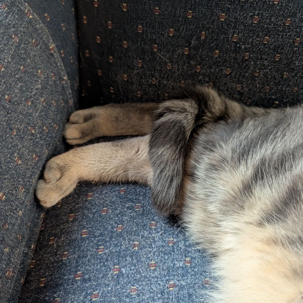 Hopper Cat
